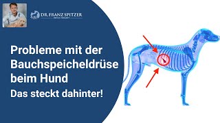 Probleme mit der Bauchspeicheldrüse beim Hund Das steckt dahinter [upl. by Nicodemus]