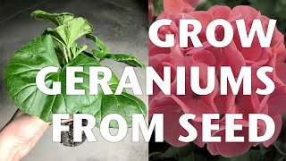 GROWING GERANIUMS FROM SEED and my seed starting mix  VLOG [upl. by Meyeroff]