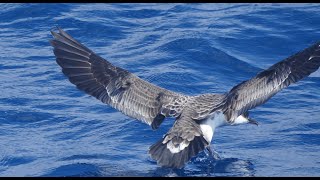 A flock of great shearwater Ardenna gravis feeding on discards [upl. by Beane]