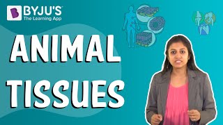 Animal Tissues [upl. by Llebpmac]