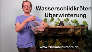 Wasserschildkröten ÜberwinterungEinwinterung Winterstarre Winterschlaf [upl. by Ahselaf]