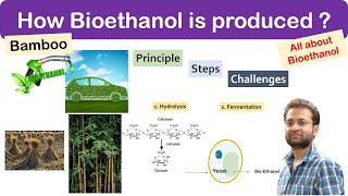 What is bioethanol fuel Bamboo How it is produced Principle steps and Benefits Challenges [upl. by Aihsenek]