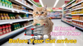 Cat Supplies for Beginners 10 Essential Items Before Your Cat Arrives [upl. by Labors]