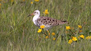 Ruff Philomachus pugnax  Kampfläufer 3 [upl. by Lilithe]