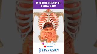 HUMAN INTERNAL ORGANS 3D MODEL  BioLearn [upl. by Erika]