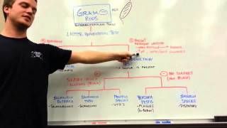 How to distinguish GRAM NEGATIVE RODS [upl. by Asor]