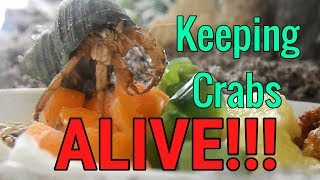 How to keep hermit crabs ALIVE [upl. by Innoj]