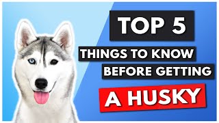 TOP 5 THINGS YOU NEED TO KNOW BEFORE GETTING A HUSKY [upl. by Adnahsal]