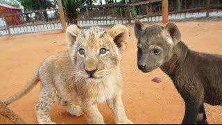 Cute Hyena Cubs and Lion Cubs Playing Together [upl. by Ahseryt942]