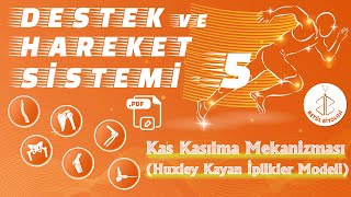 Destek ve Hareket Sistemi 5  Kas Kasılma Mekanizması Huxley Kayan İplikler Modeli  AYT [upl. by Poppas203]