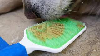 ASMR 2 Hours Long  Dog Licking Peanut Butter Off Orapup Tongue Cleaning Brush Taped To Tile Floor [upl. by Attecnoc]