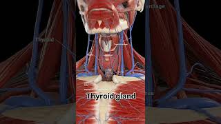 Thyroid gland viralreels anatomy physiotharapist exercise thyroid doctor motivation [upl. by Hazen126]