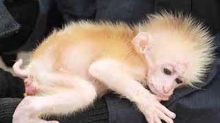 Baby northern pigtailed macaque rescued in SW China [upl. by Inej]