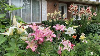 Oriental Lilies  Frontyard Garden Garden Journal August 7 2021 [upl. by Serg554]