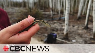 Why are the redsided garter snakes in the South Slave so vulnerable [upl. by Thirion]