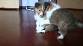 Sheltie puppies  7 weeks [upl. by Terina953]