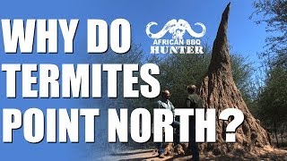 Why do termite mounds point north [upl. by Barri]