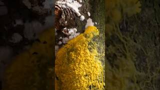 Slime Mold  short video  fact video  science video earth amazingfacts next learn science [upl. by Yleak]