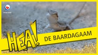 HEA Reptiel de baardagaam [upl. by Amalle808]