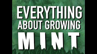 MINT  COMPLETE VIDEO OF EVERYTHING YOU NEED TO KNOW  Thyme2Grow [upl. by Naerol753]