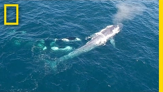 Watch Killer Whales Charge Blue Whale Rare Drone Footage  National Geographic [upl. by Crandall]