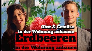 Erdbeeren in der Wohnung anbauen Erdbeersorten amp Bestäubung  Obst amp Gemüse in der Wohnung anbauen [upl. by Annasoh]