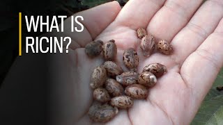 What is ricin [upl. by Manas]