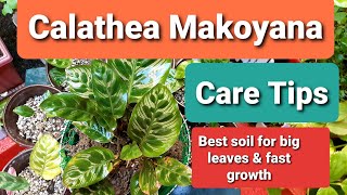 Calathea Makoyana  Prayer Plant Peacock  Care Tips  Best Soil for Propagation [upl. by Lucrece]