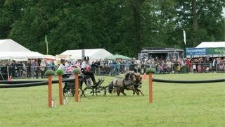 Miniature shetlands  scurry driving training [upl. by Blalock]