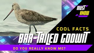 Bartailed Godwit facts Calling Sound [upl. by Mcgray736]