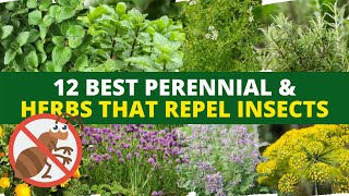 12 Best Plants That Repel Insects That Repel Insects 🌿🐛 [upl. by Theobald]