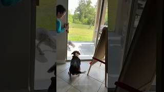 Episode 45  funny dogs 🤣🤣dog dogs funnydogs funnypetsmoments funnyvideo foryou [upl. by Cenac310]