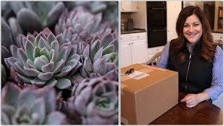 Succulent Unboxing amp How I Store Them for Projects 🤩🌵💜 Garden Answer [upl. by Eimarej450]