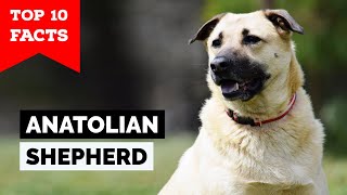 Anatolian Shepherd  Top 10 Facts [upl. by Brenza]