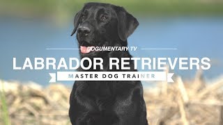 MASTER DOG TRAINER LABRADOR RETRIEVERS [upl. by Igig647]