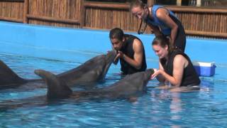 uShaka Sea World Dolphin Interaction [upl. by Rodman522]