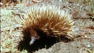 The echidna or spiny anteater 1969 [upl. by Melissa309]