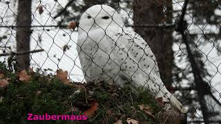 Muss man gesehen haben Schneeeule Eule ganz nah aus Zoo Berlin 09012021 [upl. by Brownley]