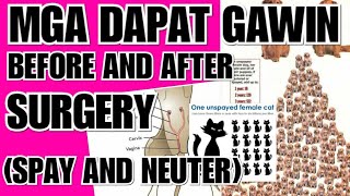 MGA DAPAT GAWIN BEFORE AND AFTER SURGERY NG ASO AT PUSA SPAY AND NEUTER [upl. by Schlesinger821]