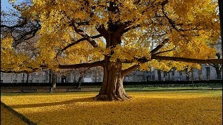 Ginkgos biloba les arbres invincibles [upl. by Anoit421]