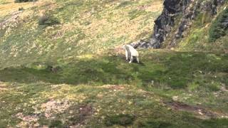 Mt McGinnis Eagle attacking a full grown Mountain Goat [upl. by Newhall562]