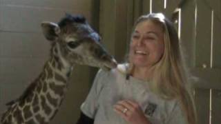 Masai Giraffe quotMilesquot Born at the Houston Zoo Jan 30 09 [upl. by Materse]