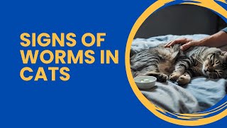 Worms in cats  Identifying signs and symptoms [upl. by Rekoob]