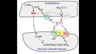 Bosentan  Endothelin blocker [upl. by Zysk]