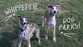 Whippets at the Dog Park [upl. by Henig]