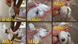 Tree way to check the hen chicks male or female 🤩💘 hen chicks hatching hen chicks male female [upl. by Nomyar69]