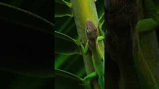 Anolis marmoratus endémique de Guadeloupe [upl. by Yalcrab]