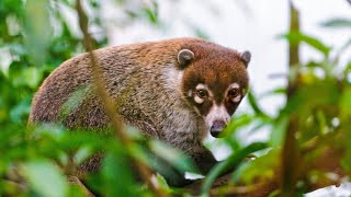 Incredible Coati Facts  Coati Predators and Threats  Coati Reproduction Babies and Lifespan [upl. by Orr]