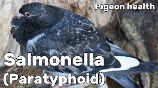 Salmonella or Paratyphoid in Pigeons  Pigeon Health Episode 7 [upl. by Aela660]