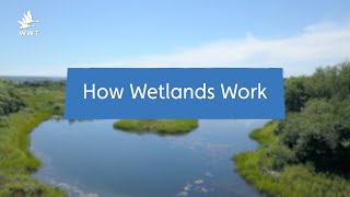 Why Wetlands are Natures SuperSystems  WWT [upl. by Eiramadnil]